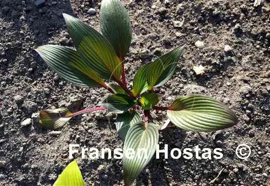 Hosta Bloodline